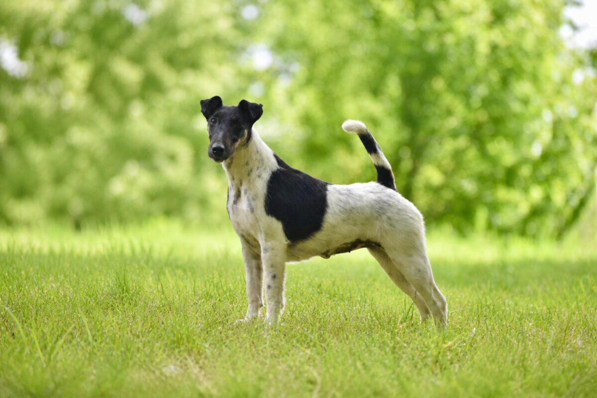 Fox Terrier de l'élevage Fox Rebell au Manoir Saint Adrien