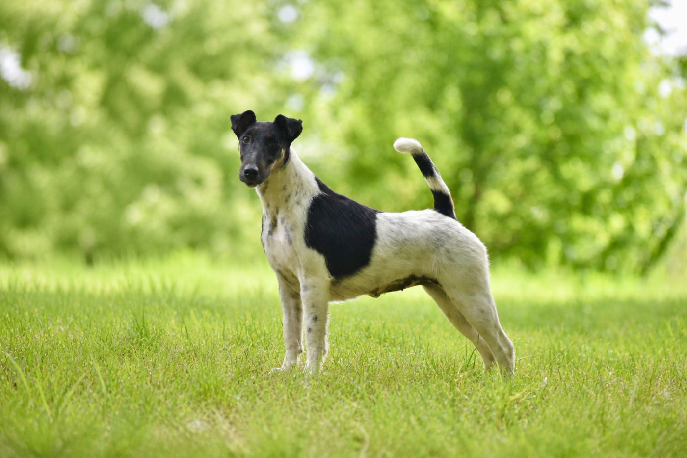 Ch. Fox Rebell Ultra Secret, jeune femelle Fox Terrier à poil lisse