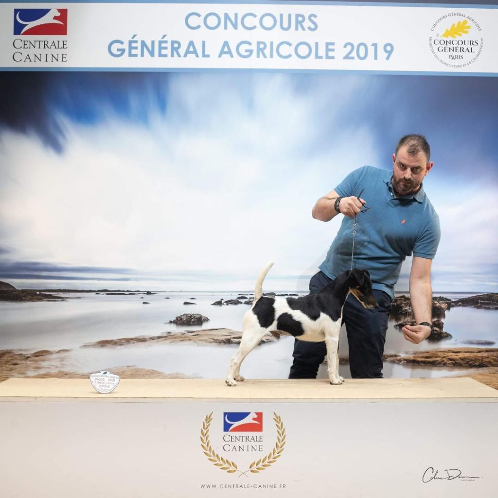 Ch. Isko du Manoir Saint Adrien, Fox Terrier à poil lisse fondateur de l'élevage Fox Rebell