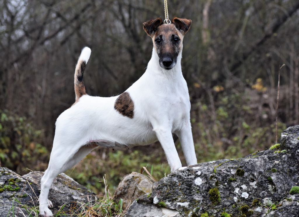 Ch. Melle Chanel du Manoir Saint Adrien, femelle Fox Terrier à poil lisse, cotation Élite A