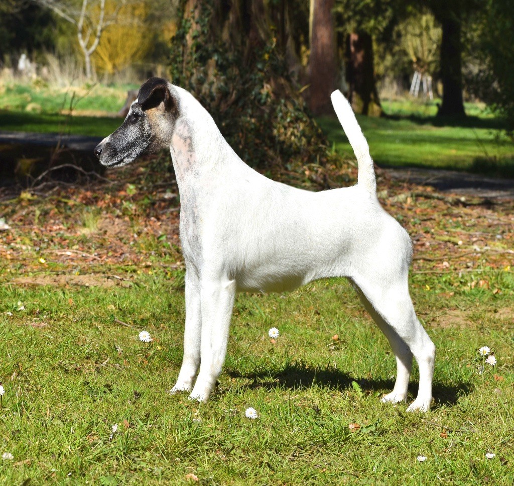 Ch. Fox Rebell Rafale, femelle Fox Terrier à poil lisse, championne de travail