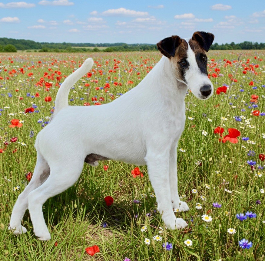 Ch. Fox Rebell Ramsey, mâle Fox Terrier à poil lisse, champion multi-pays