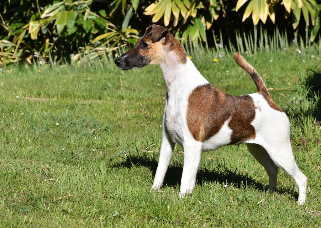 Ch. Fox Rebell R'mione Granger, femelle Fox Terrier à poil lisse, championne internationale