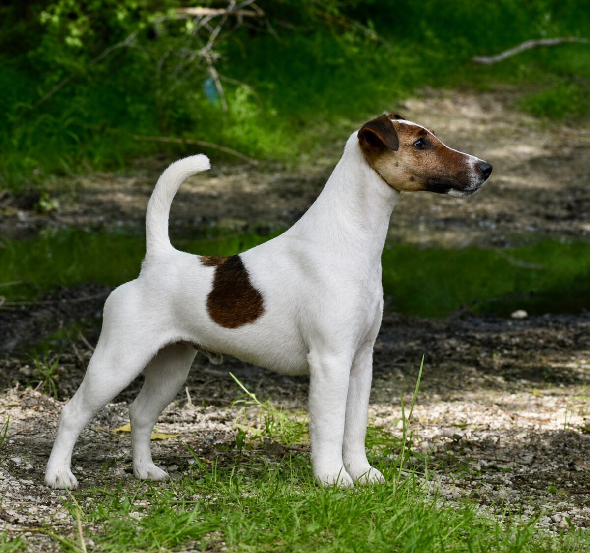 Ch. Fox Rebell Timothy, Fox Terrier à poil lisse champion